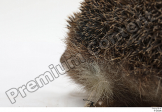 Hedgehog - Erinaceus europaeus  3 body leg whole body…